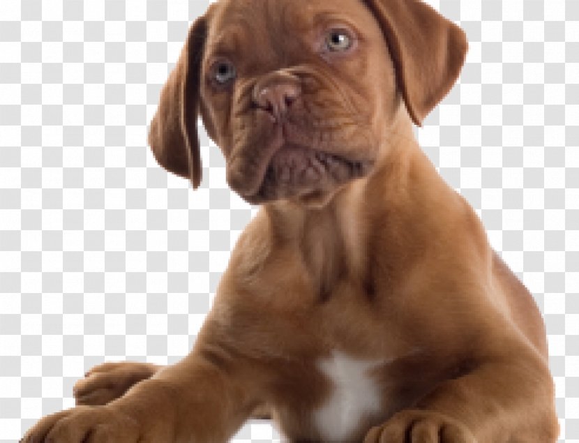 Dogue De Bordeaux Bulldog Great Dane Boxer Puppy - French Transparent PNG