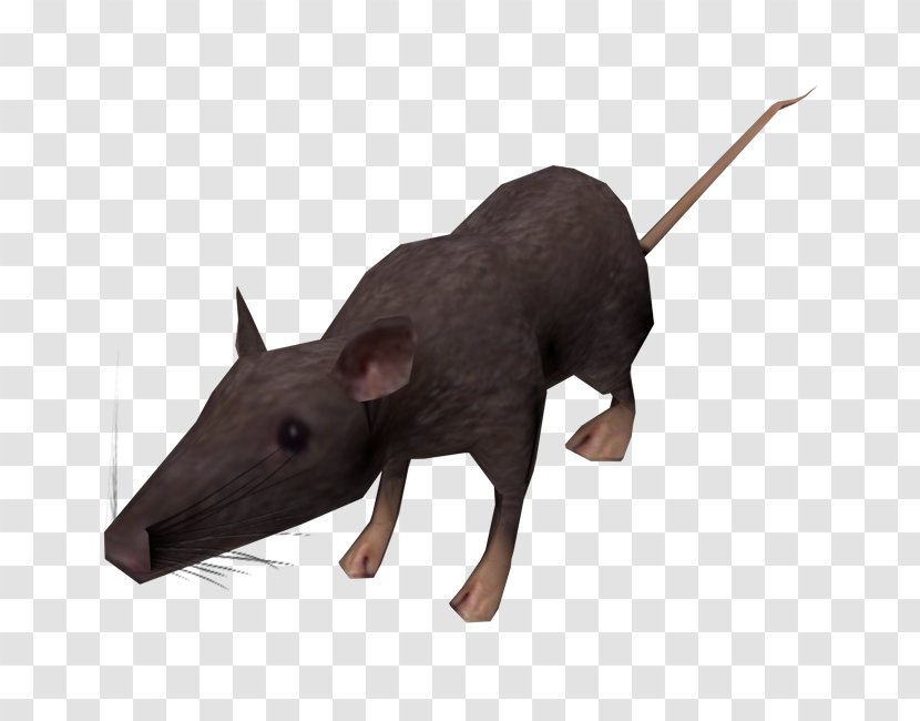 Mouse Snout - Rodent Transparent PNG