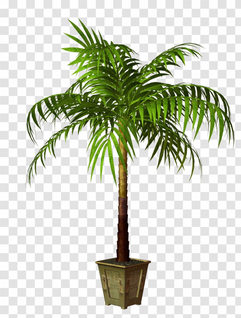 Coconut Houseplant Flowerpot Tree - Arecales Transparent PNG