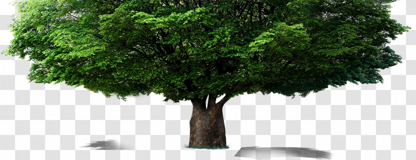 Tree Computer File - Flowerpot Transparent PNG