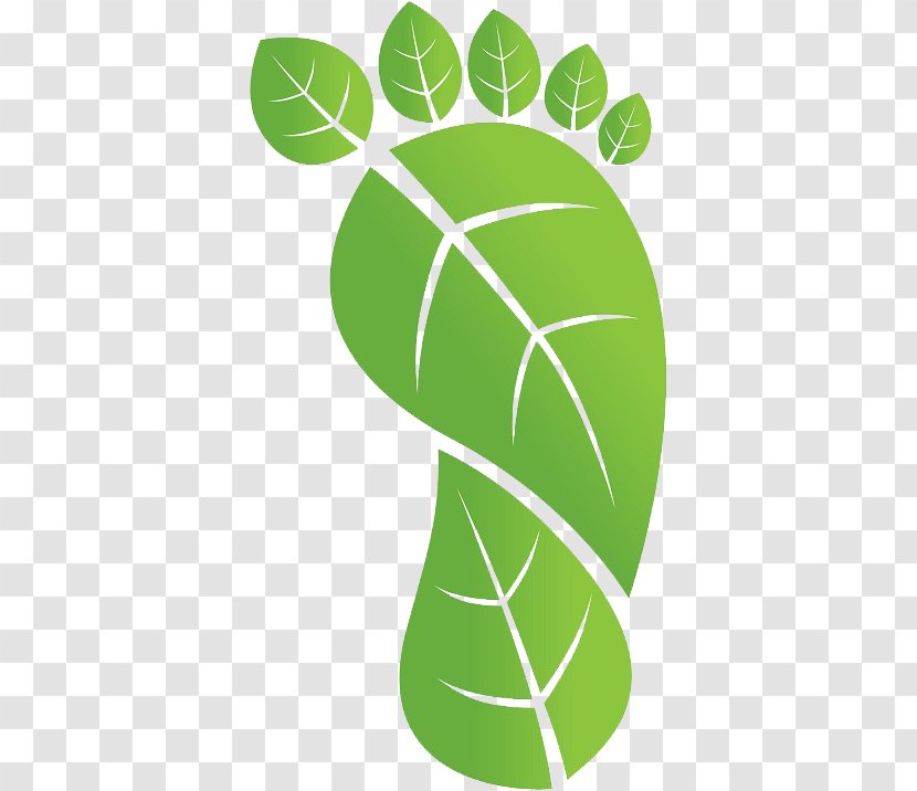 Green Leaf Background - Natural Environment - Plant Transparent PNG