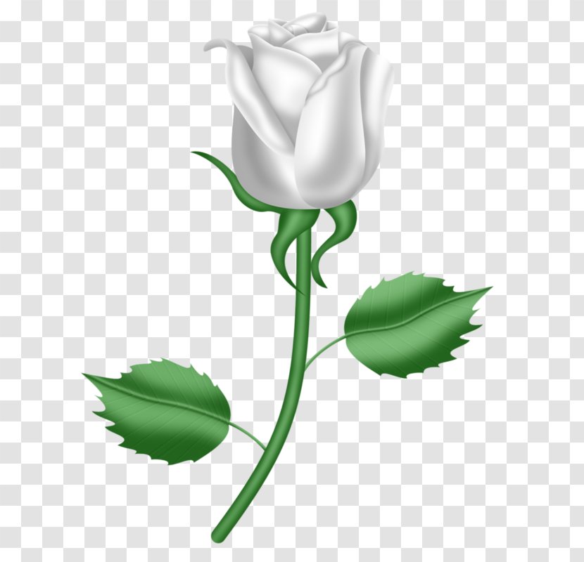 Son Gift God Love Child - Petal - A White Rose Transparent PNG
