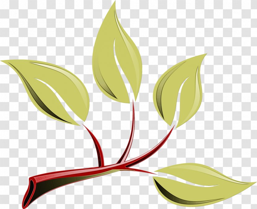 Leaf Branch - Plant - Anthurium Eucalyptus Transparent PNG