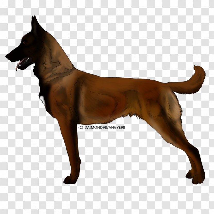 Dog Breed German Shepherd Belgian Malinois Tervuren - T-shirt Transparent PNG