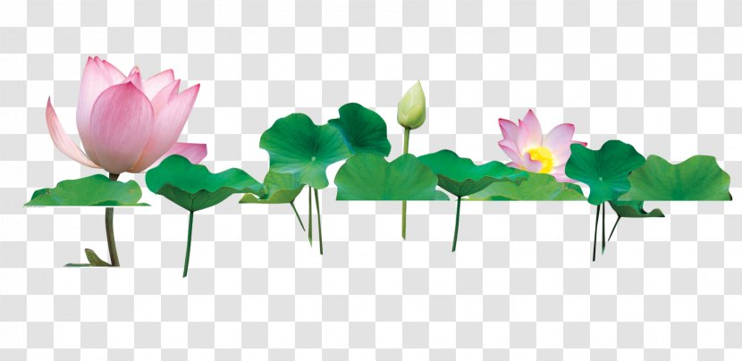 Nelumbo Nucifera Download - Flora - Lotus Leaf Transparent PNG