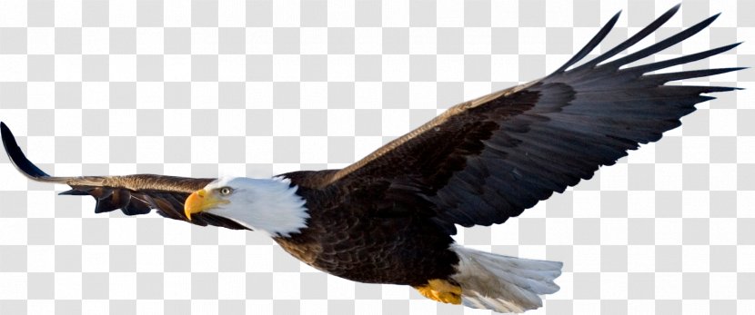 Bald Eagle Clip Art Image - Beak Transparent PNG