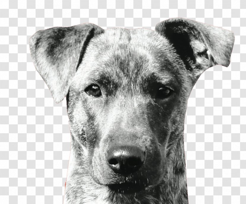 Mountain Cur Dog Breed Snout Whiskers - Black And White - Barking Transparent PNG