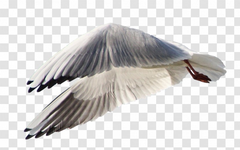 Gulls Bird DeviantArt Goose Wing - Fauna Transparent PNG