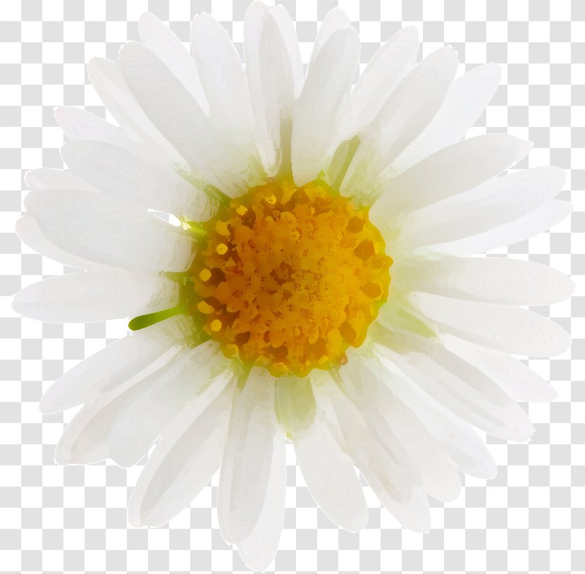 Yellow Flower Petal White - Chamaemelum Nobile Transparent PNG