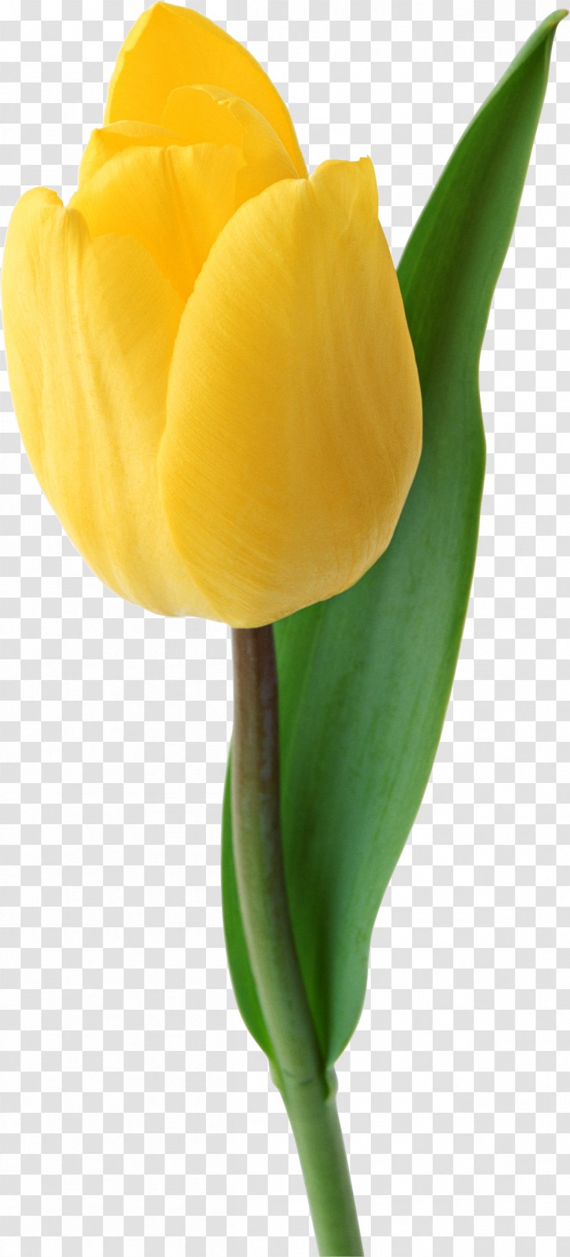 Liriodendron Tulipifera Yellow Flower - Tulip Image Transparent PNG