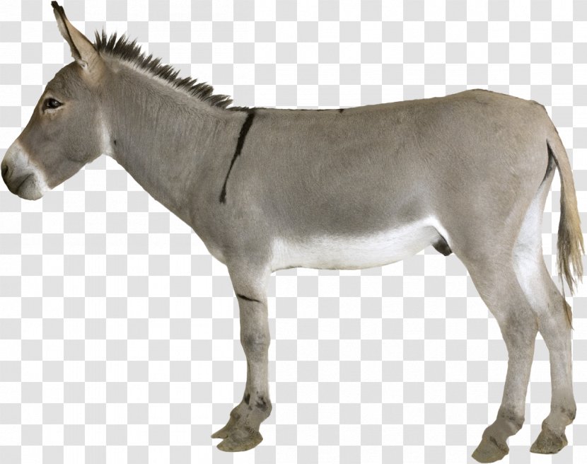 Donkey Mule Horse Mare - Mustang Transparent PNG