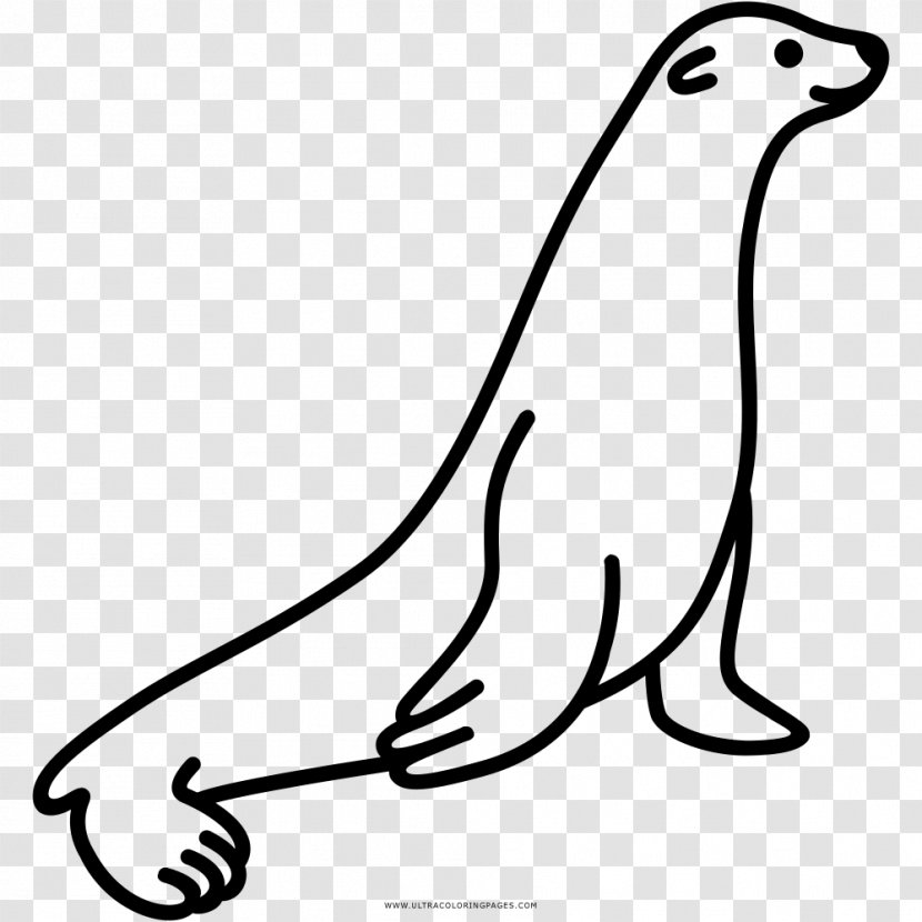 Sea Lion Earless Seal Drawing Coloring Book - Beak Transparent PNG