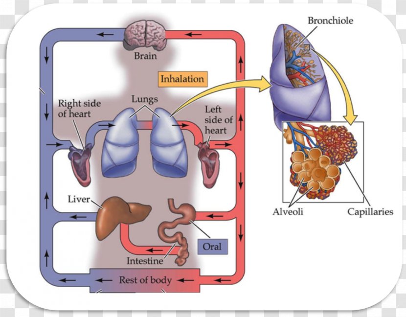 Route Of Administration Pharmaceutical Drug Medicine Injection - Watercolor - Heart Transparent PNG