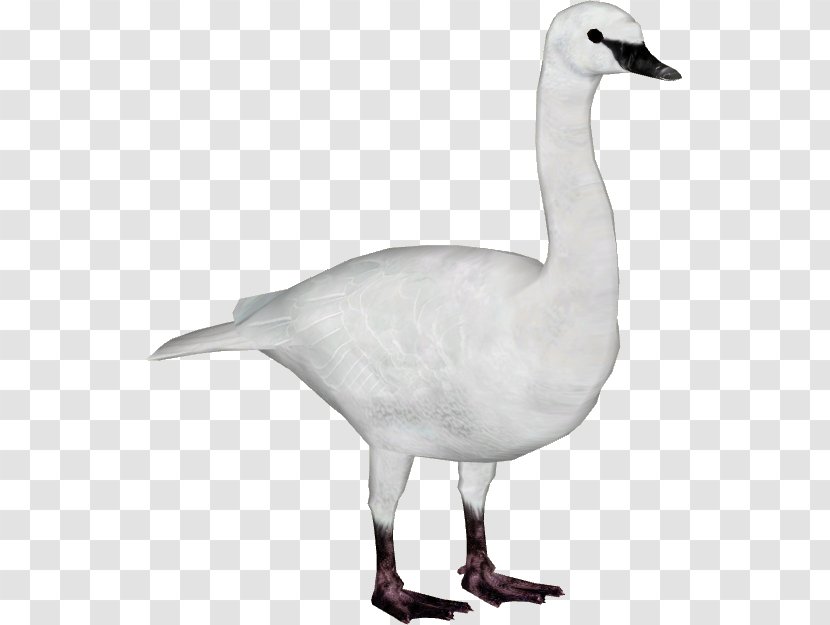 Duck Goose Trumpeter Swan Bird Whooper Transparent PNG