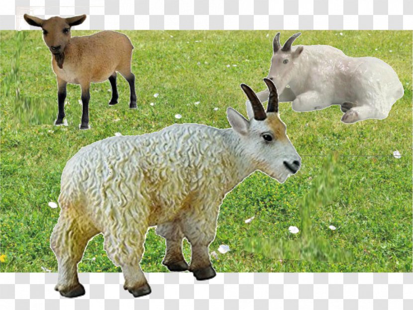 Mountain Goat Sheep Cattle Pasture - Terrestrial Animal Transparent PNG