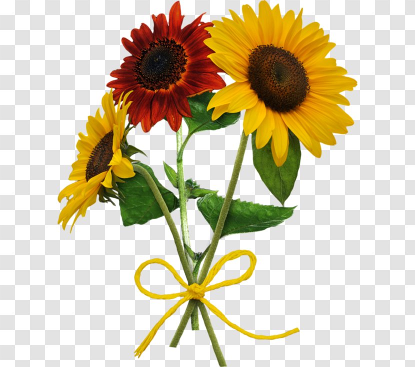 Спасибо за любовь Love Daisy Family Common Sunflower Verse - Cartoon - Memphis Belle Transparent PNG