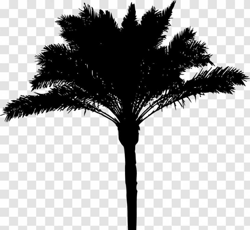 Asian Palmyra Palm Arecaceae Silhouette - Tree Transparent PNG