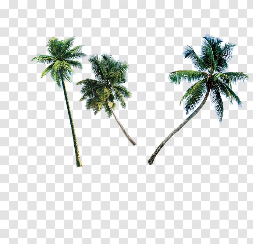 Sanya Travel Vacation - Plant - Coconut Tree Transparent PNG