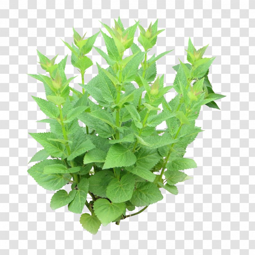 Herb Peppermint Photography Mentha Spicata Parsley - Food - Shrubs Transparent PNG
