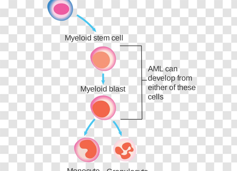 White Blood Cell Acute Myeloid Leukemia - Logo Transparent PNG
