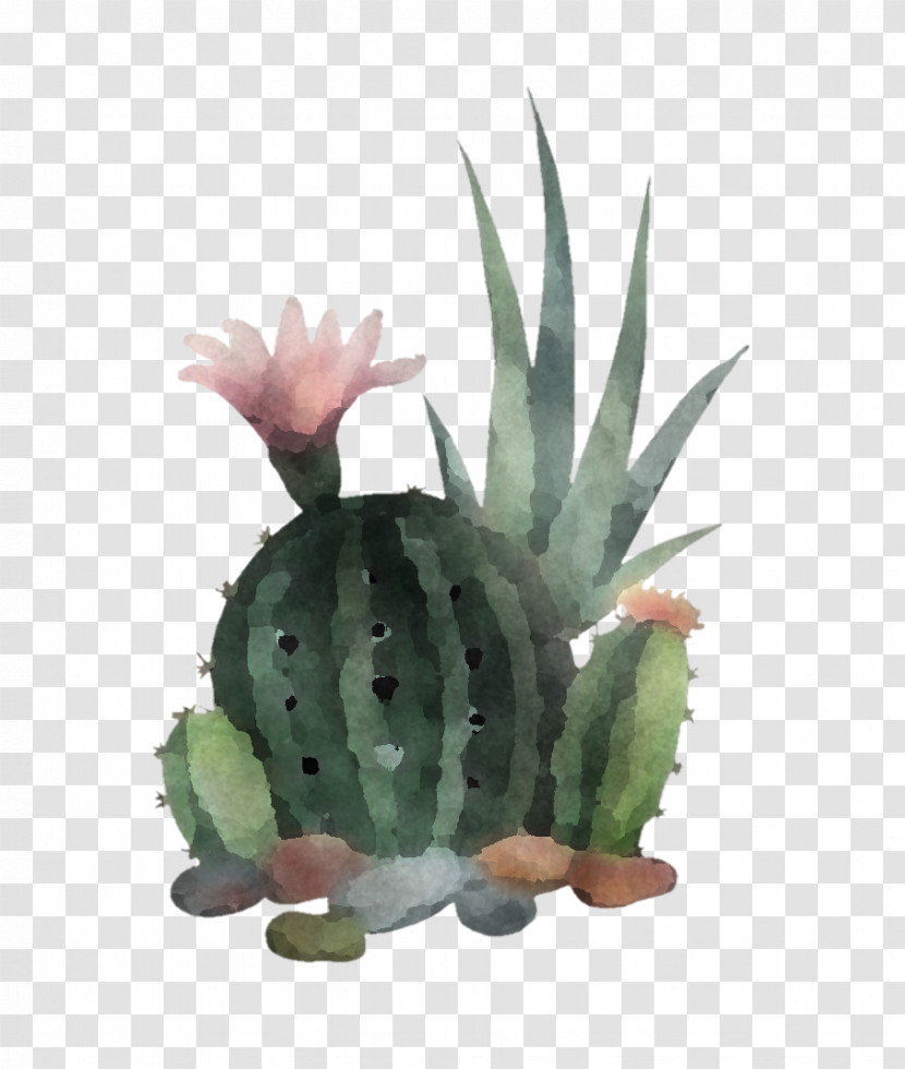 Cactus Transparent PNG