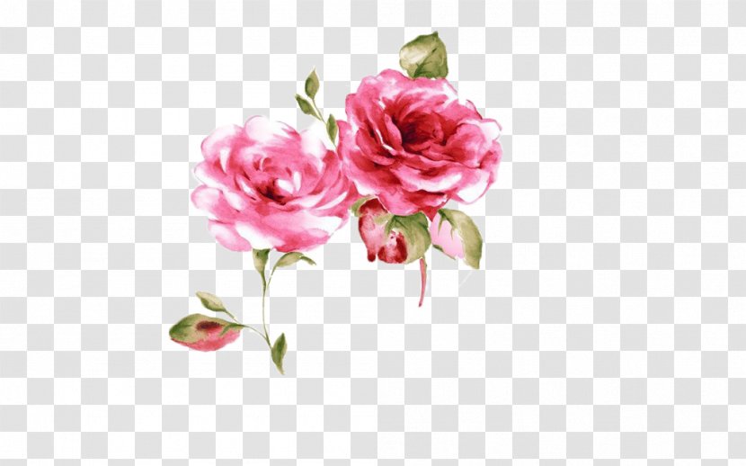 Rosa Chinensis Poster Pink - Red - Rose Transparent PNG