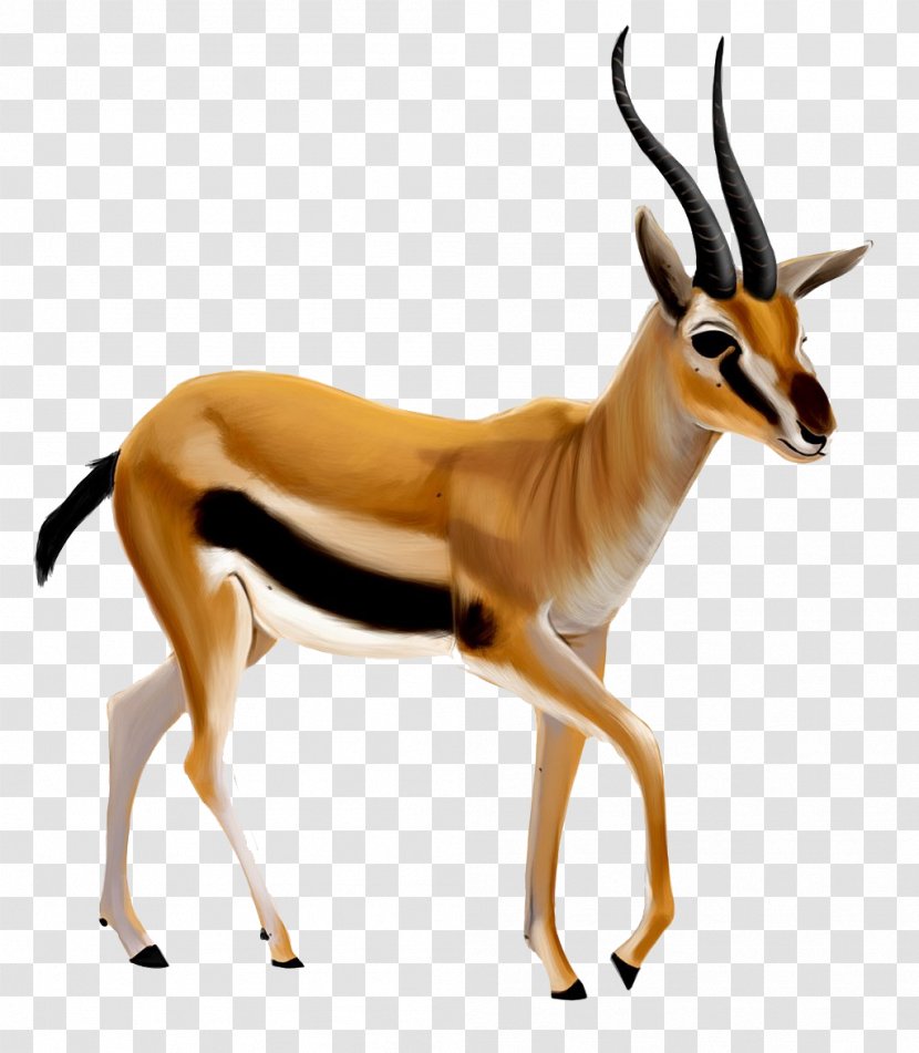 Gazelle Antelope Clip Art Transparency - Fauna Transparent PNG