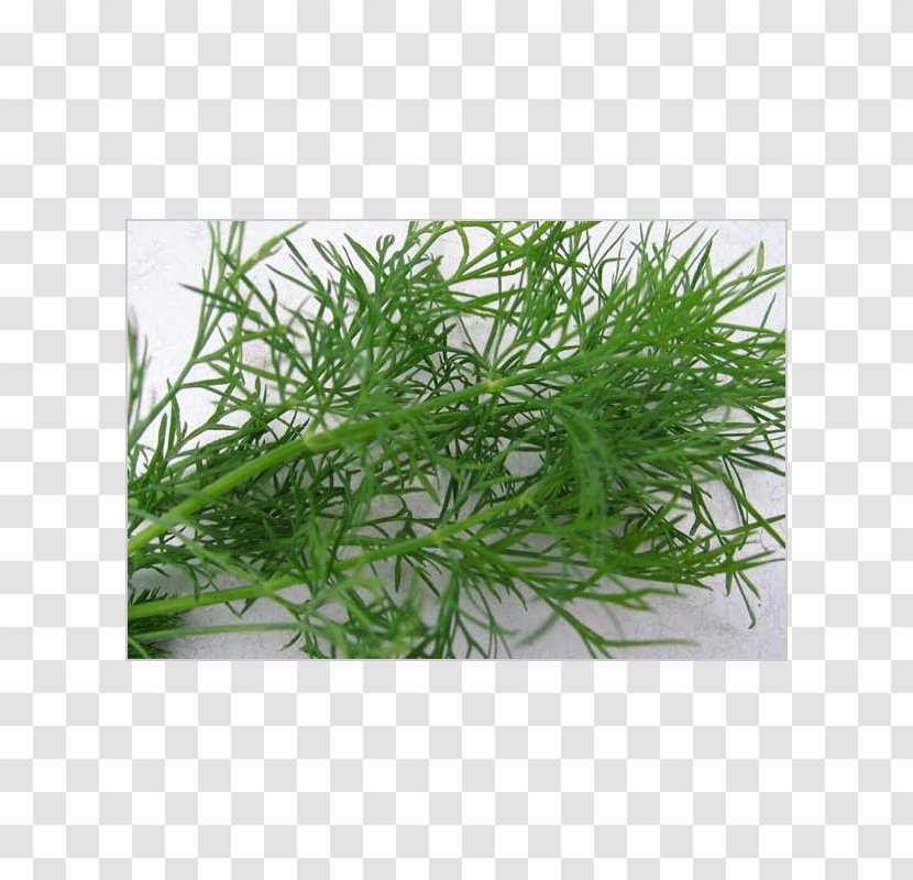 Dill Pickled Cucumber Herb Meaning Soybean - Grass Transparent PNG