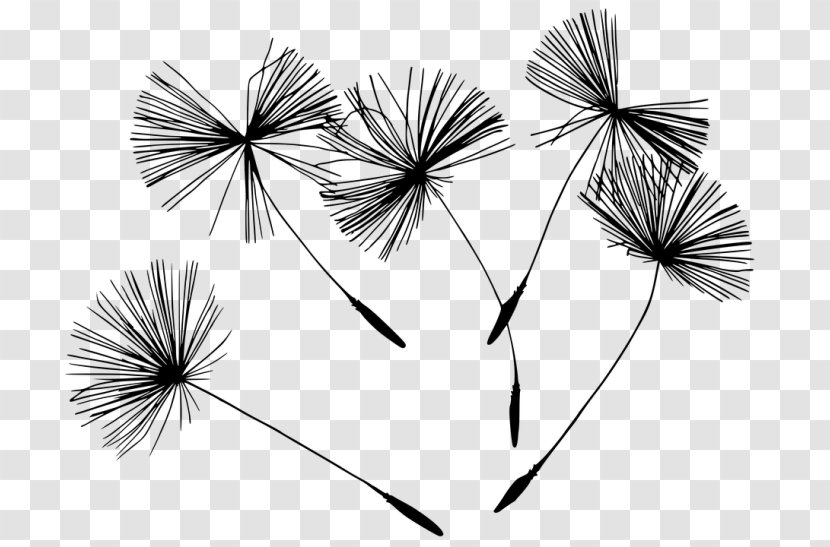 Horizons Holistic Health Clinic Photography Black And White Dandelion - Symmetry - Wind Flower Transparent PNG