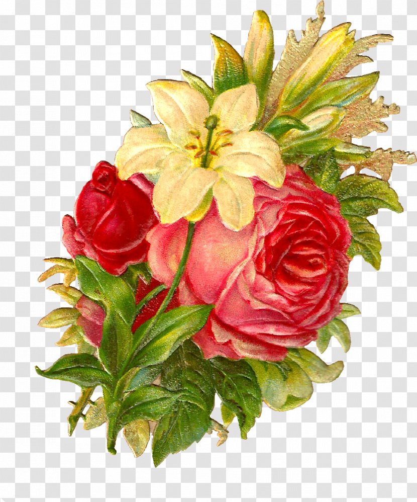 Garden Roses - Flower - Rose Arranging Transparent PNG