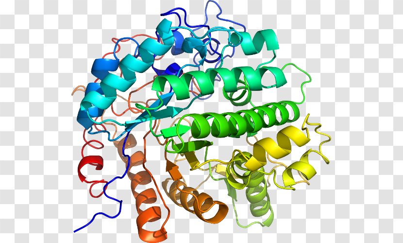 Enzyme Protein Mucizesi Chemical Reaction Cell - Matter - Streptococcus Mutans Transparent PNG
