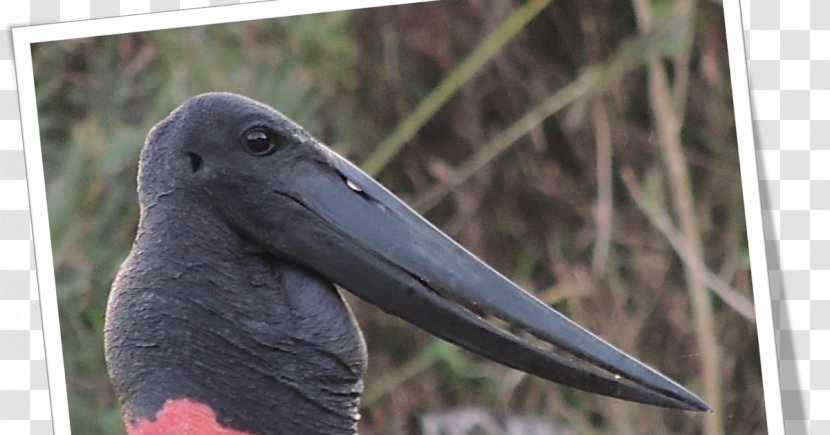 Stork Fauna Beak Transparent PNG