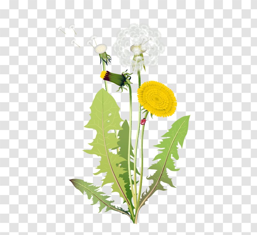Flower Euclidean Vector Clip Art - Petal - Piaoye Dandelion Transparent PNG