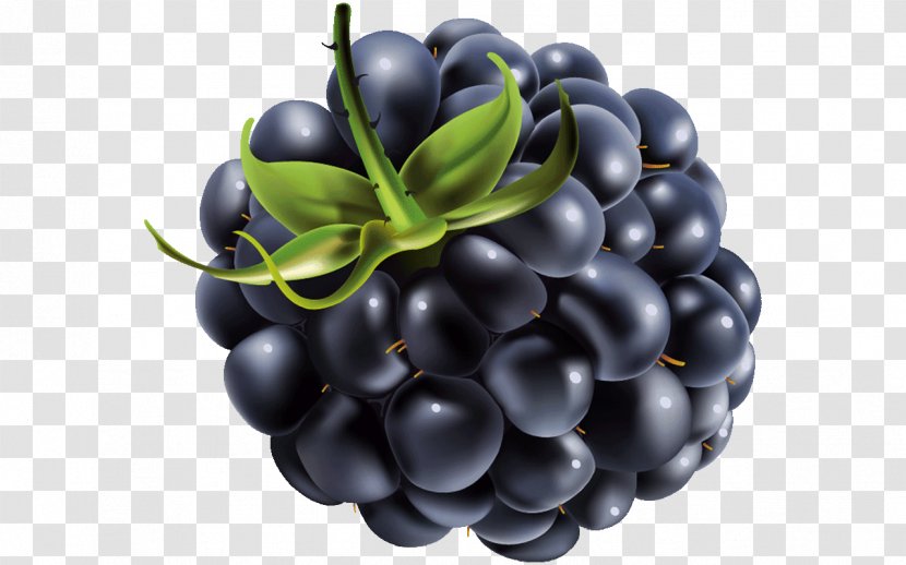 Clip Art Vector Graphics Blackberry Berries - Fruit Transparent PNG