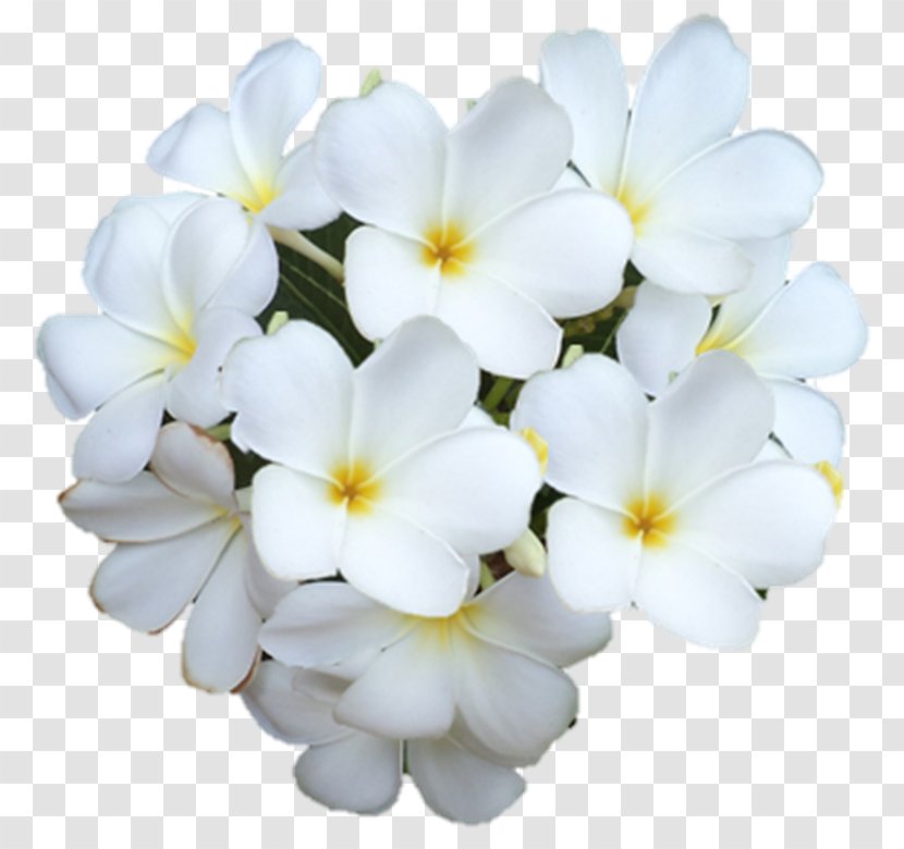 Primrose - Flower - Darshan Transparent PNG