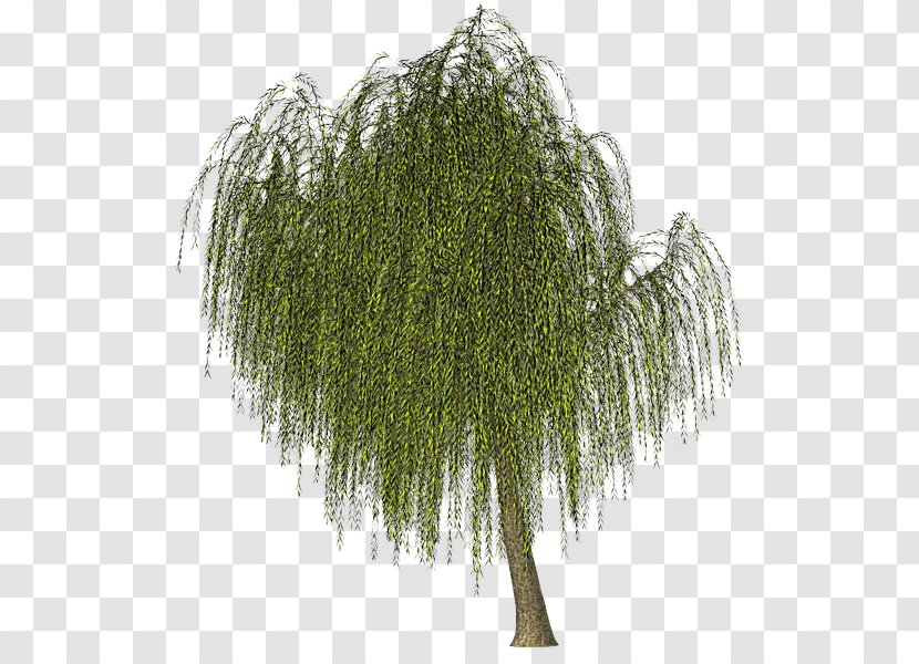 Image Green Weeping Willow Tree - Ferns And Horsetails Transparent PNG