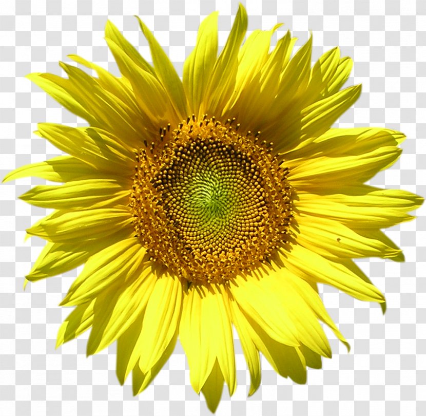 Common Sunflower Seed Desktop Wallpaper Clip Art - Sunflowers - Honey Transparent PNG