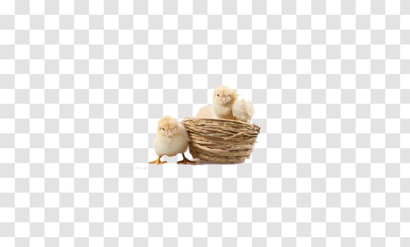 Chicken Bird Photography - Water - Protecting Nest Chick Transparent PNG