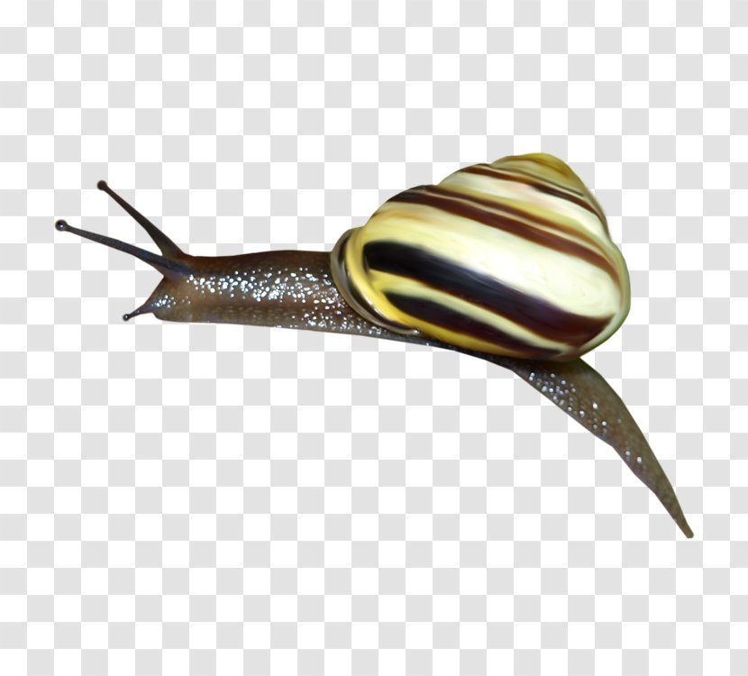 Snail Orthogastropoda Slug - Mollusc Shell - Snails Transparent PNG