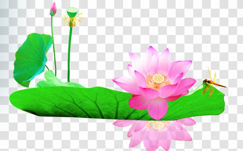 Leaf Download Computer File - Floral Design - Lotus Transparent PNG