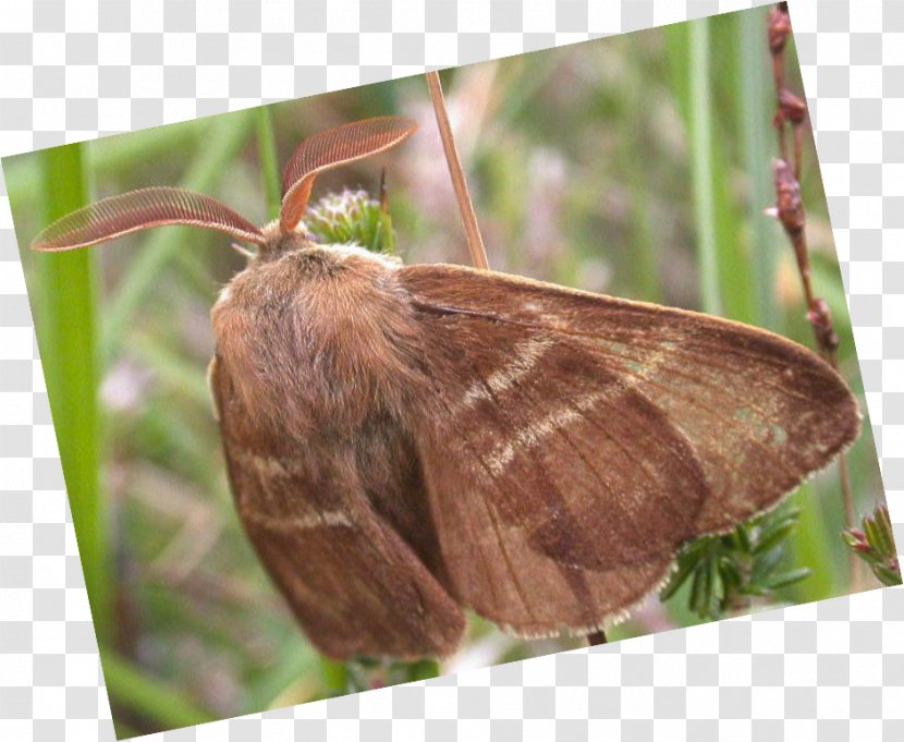 Brush-footed Butterflies Butterfly Fox Moth Night - Brushfooted Transparent PNG