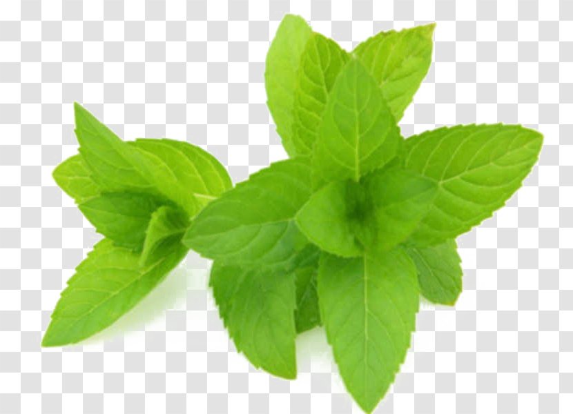 Lemon Leaf - Perennial Plant - Ocimum Transparent PNG