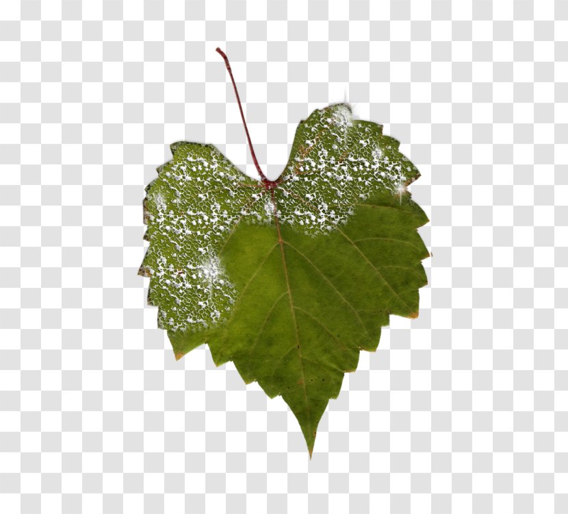 Grapevines Grape Leaves Plant Pathology Leaf - Vitis Transparent PNG