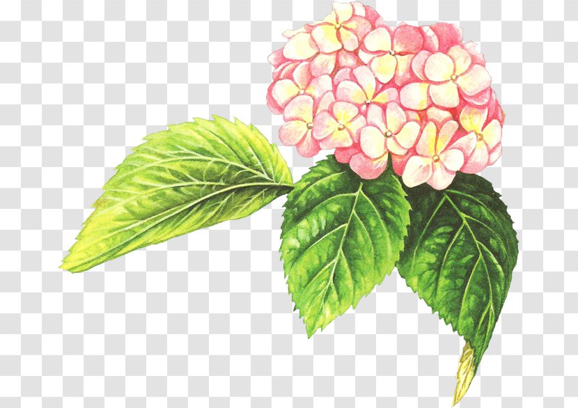 Hydrangea Pink Clip Art - Leaf - Watercolor Painting Transparent PNG