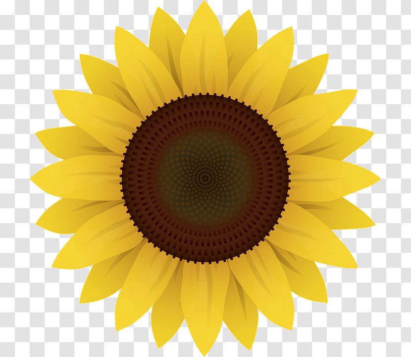 Common Sunflower Clip Art - Yellow - Sunflowers Transparent PNG