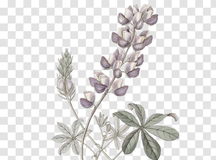 Bluebonnet Stock Photography Illustration Drawing Watercolor Painting - Royaltyfree - Botanical Vector Transparent PNG