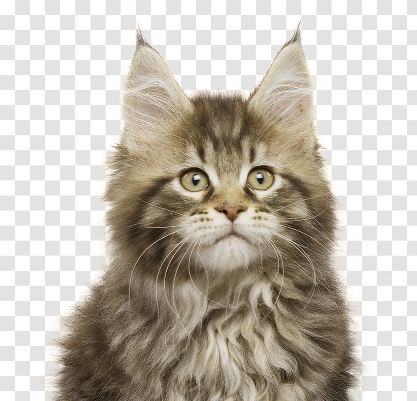 Your Kitten Cat Felidae Royal Canin - Snout - Coon Transparent PNG