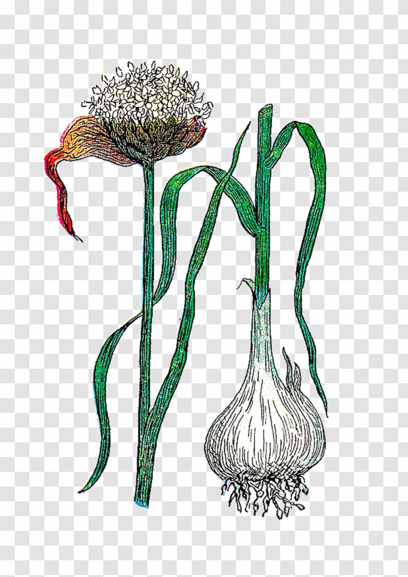 Plant Garlic Botanical Illustration Flower Botany - Tree Transparent PNG