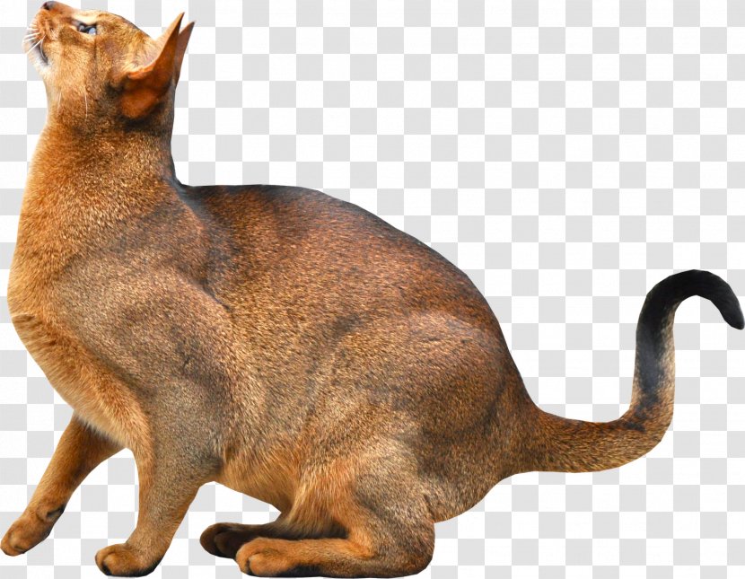 Abyssinian Somali Cat Kitten Dog Breed - Burmese - Image, Free Download Picture Transparent PNG