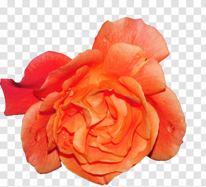 Cut Flowers Poppy Garden Roses Petal - Rosa Centifolia - Flower Transparent PNG